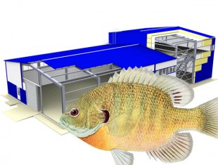Проектируем здания и сооружения рыбоводных предприятий